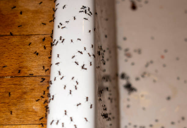 Best Pest Control Near Me in Grand Ledge, MI