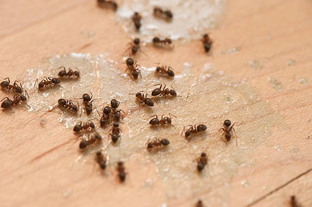 Best Wildlife Control Services  in Grand Ledge, MI